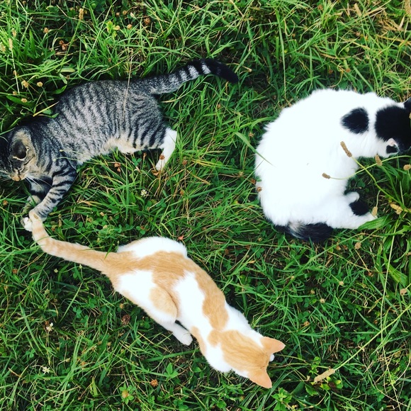 PRICE DROP!! - Picture 4 of 8